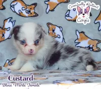Custard - Bluie Merle , a female Cardigan Welsh Corgi and Pembroke Welsh Corgi for sale in Greensboro, NC – 1 of 7