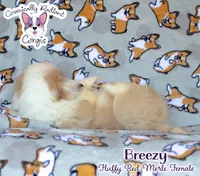 Breezy, a female Cardigan Welsh Corgi and Pembroke Welsh Corgi for sale in Greensboro, NC – 9 of 9
