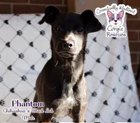 Phantom, a male Labrador Retriever and Chihuahua for sale in Greensboro, NC – Photo 6 of 10