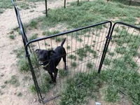 Phantom - Neutered, a male Beagle and Chihuahua for sale in Greensboro, NC – Photo 10 of 10