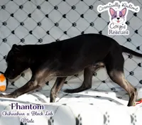 Phantom, a male Labrador Retriever and Chihuahua for sale in Greensboro, NC – Photo 2 of 10