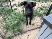 Phantom - Neutered, a male Beagle and Chihuahua for sale in Greensboro, NC – Photo 5 of 10