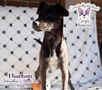 Phantom, a male Labrador Retriever and Chihuahua for sale in Greensboro, NC – Photo 9 of 10