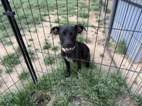 Phantom - Neutered, a male Beagle and Chihuahua for sale in Greensboro, NC – Photo 9 of 10