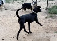 Phantom - Neutered, a male Beagle and Chihuahua for sale in Greensboro, NC – Photo 3 of 10