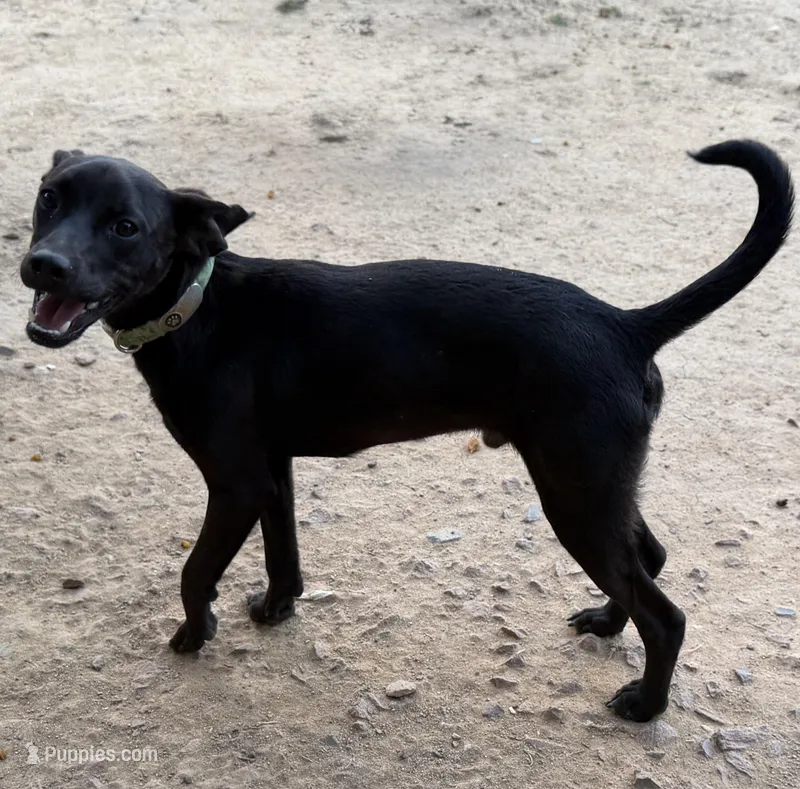 Phantom - Neutered, a male Beagle and Chihuahua for sale in Greensboro, NC – Photo 1 of 10