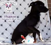Phantom, a male Labrador Retriever and Chihuahua for sale in Greensboro, NC – Photo 8 of 10