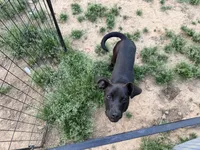 Phantom - Neutered, a male Beagle and Chihuahua for sale in Greensboro, NC – Photo 8 of 10