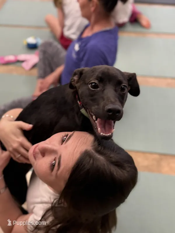 Phantom - Neutered – Beagle, Chihuahua puppy for sale in Greensboro, NC