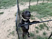 Phantom - Neutered, a male Beagle and Chihuahua for sale in Greensboro, NC – Photo 7 of 10