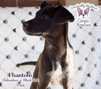 Phantom, a male Labrador Retriever and Chihuahua for sale in Greensboro, NC – Photo 7 of 10