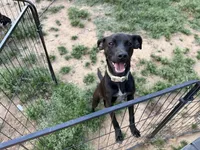 Phantom - Neutered, a male Beagle and Chihuahua for sale in Greensboro, NC – Photo 4 of 10
