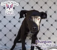 Phantom, a male Labrador Retriever and Chihuahua for sale in Greensboro, NC – Photo 3 of 10