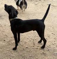 Phantom - Neutered, a male Beagle and Chihuahua for sale in Greensboro, NC – Photo 2 of 10