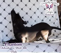 Phantom, a male Labrador Retriever and Chihuahua for sale in Greensboro, NC – Photo 5 of 10