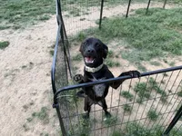 Phantom - Neutered, a male Beagle and Chihuahua for sale in Greensboro, NC – Photo 6 of 10