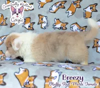 Breezy, a female Cardigan Welsh Corgi and Pembroke Welsh Corgi for sale in Greensboro, NC – 4 of 9