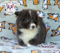 Sundae - Bluie Tricolor , a female Cardigan Welsh Corgi and Pembroke Welsh Corgi for sale in Jacksonville Beach, FL – 2 of 6