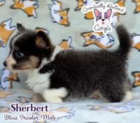 Sherbert - Bluie Tricolor, a male Cardigan Welsh Corgi and Pembroke Welsh Corgi for sale in Jacksonville Beach, FL – 6 of 7