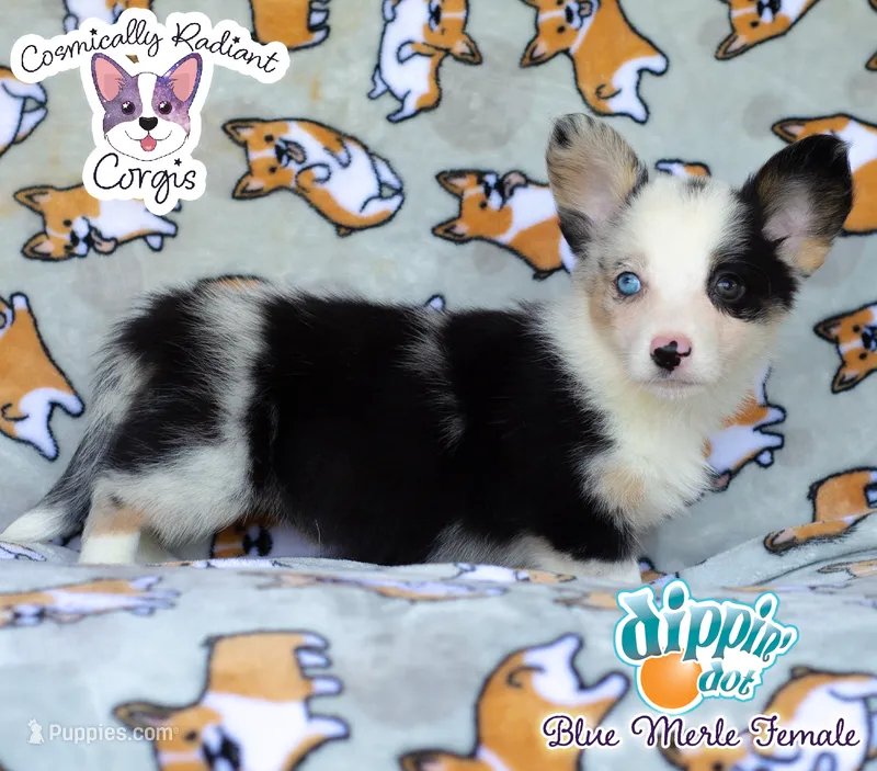 Dippin' Dot - Blue Merle  – Cardigan Welsh Corgi, Pembroke Welsh Corgi puppy for sale in Greensboro, NC