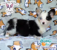 Dippin' Dot - Blue Merle , a female Cardigan Welsh Corgi and Pembroke Welsh Corgi for sale in Jacksonville Beach, FL – 1 of 7