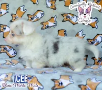Icee - Bluie Merle , a male Cardigan Welsh Corgi and Pembroke Welsh Corgi for sale in Jacksonville Beach, FL – 6 of 8