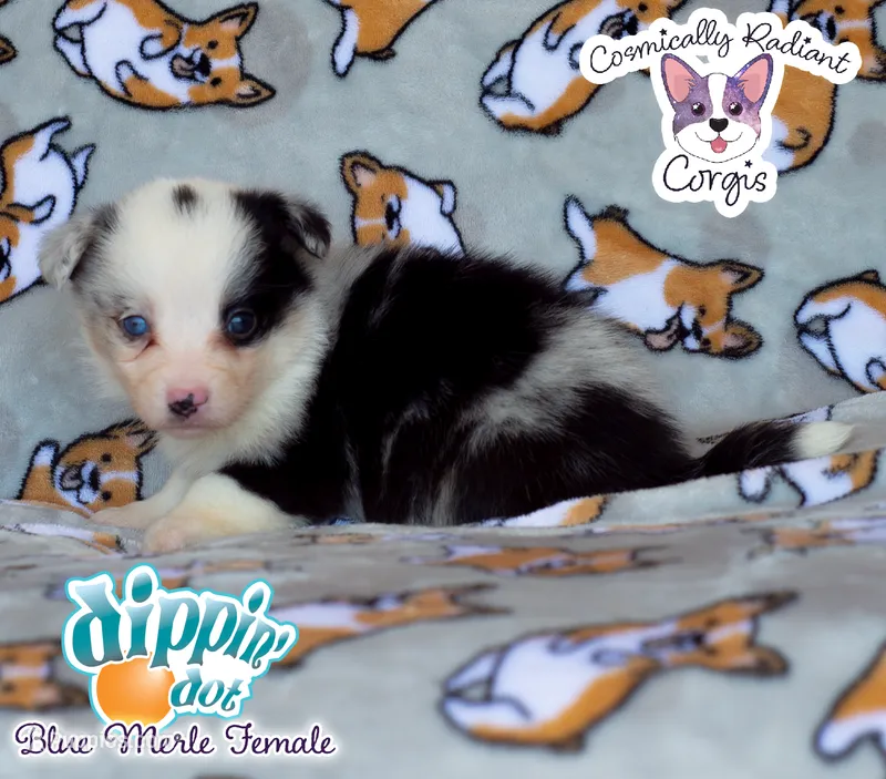 Dippin' Dot – Cardigan Welsh Corgi, Pembroke Welsh Corgi puppy for sale in Greensboro, NC