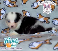 Dippin' Dot - Blue Merle , a female Cardigan Welsh Corgi and Pembroke Welsh Corgi for sale in Greensboro, NC – 1 of 7