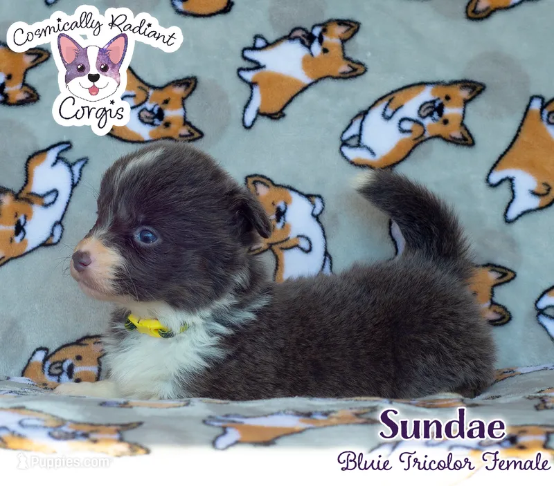 Sundae – Cardigan Welsh Corgi, Pembroke Welsh Corgi puppy for sale in Greensboro, NC