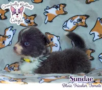 Sundae - Bluie Tricolor , a female Cardigan Welsh Corgi and Pembroke Welsh Corgi for sale in Greensboro, NC – 1 of 6