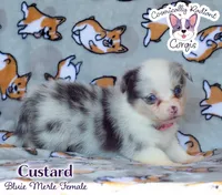 Custard - Bluie Merle , a female Cardigan Welsh Corgi and Pembroke Welsh Corgi for sale in Greensboro, NC – 2 of 7