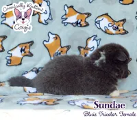 Sundae - Bluie Tricolor , a female Cardigan Welsh Corgi and Pembroke Welsh Corgi for sale in Greensboro, NC – 5 of 6