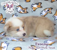 Breezy, a female Cardigan Welsh Corgi and Pembroke Welsh Corgi for sale in Greensboro, NC – 7 of 9