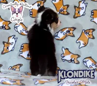 Klondike - Tricolor , a male Cardigan Welsh Corgi and Pembroke Welsh Corgi for sale in Greensboro, NC – 6 of 6