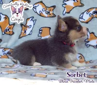 Sorbet - Bluie , a male Cardigan Welsh Corgi and Pembroke Welsh Corgi for sale in Greensboro, NC – 3 of 7