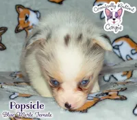 Popsicle - Blue Merle , a female Cardigan Welsh Corgi and Pembroke Welsh Corgi for sale in Greensboro, NC – 5 of 7