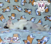 Custard - Bluie Merle , a female Cardigan Welsh Corgi and Pembroke Welsh Corgi for sale in Jacksonville Beach, FL – 7 of 7
