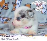 Custard - Bluie Merle , a female Cardigan Welsh Corgi and Pembroke Welsh Corgi for sale in Greensboro, NC – 7 of 7