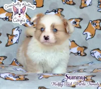 Sunny - Red Merle, a female Cardigan Welsh Corgi and Pembroke Welsh Corgi for sale in Greensboro, NC – 2 of 8