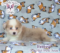 Breezy, a female Cardigan Welsh Corgi and Pembroke Welsh Corgi for sale in Greensboro, NC – 2 of 9