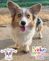 Miko - Fluffy Merle, a female Cardigan Welsh Corgi and Pembroke Welsh Corgi for sale in Greensboro, NC – Photo 2 of 3