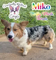 Miko - Fluffy Merle, a female Cardigan Welsh Corgi and Pembroke Welsh Corgi for sale in Greensboro, NC – Photo 3 of 3