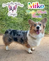 Miko - Fluffy Merle, a female Cardigan Welsh Corgi and Pembroke Welsh Corgi for sale in Greensboro, NC – Photo 1 of 3