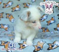 Icee - Bluie Merle , a male Cardigan Welsh Corgi and Pembroke Welsh Corgi for sale in Jacksonville Beach, FL – 8 of 8