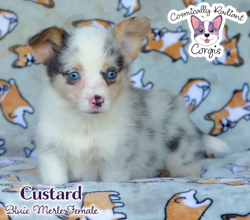 Custard - Bluie Merle  – Cardigan Welsh Corgi, Pembroke Welsh Corgi puppy for sale in Greensboro, NC