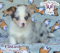 Custard - Bluie Merle , a female Cardigan Welsh Corgi and Pembroke Welsh Corgi for sale in Jacksonville Beach, FL – 1 of 7
