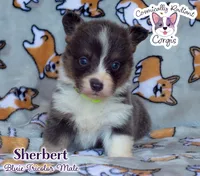 Sherbert - Bluie , a male Cardigan Welsh Corgi and Pembroke Welsh Corgi for sale in Greensboro, NC – 2 of 5