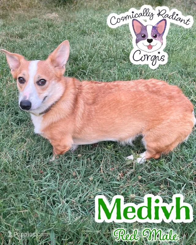 Medivh - Neutered  – Cardigan Welsh Corgi, Pembroke Welsh Corgi puppy for sale in Greensboro, NC