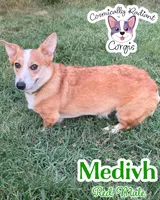 Medivh - Neutered , a male Cardigan Welsh Corgi and Pembroke Welsh Corgi for sale in Greensboro, NC – 1 of 3