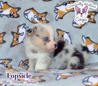 Popsicle - Blue Merle , a female Cardigan Welsh Corgi and Pembroke Welsh Corgi for sale in Greensboro, NC – 3 of 7